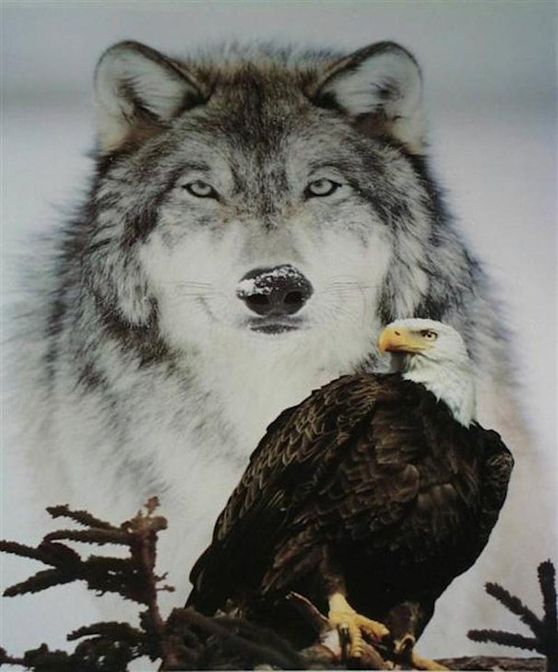 638890__wolf-and-eagle_p